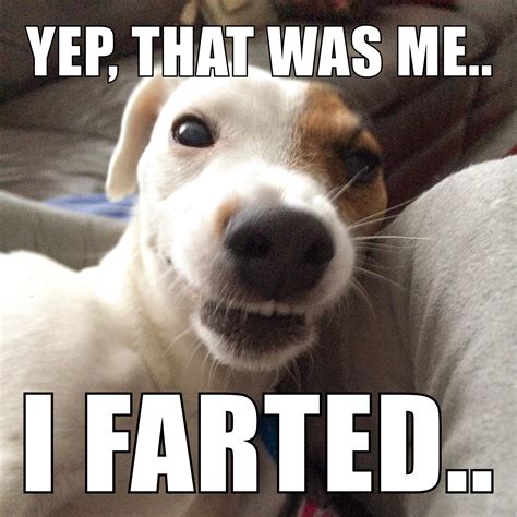 smelly dog meme